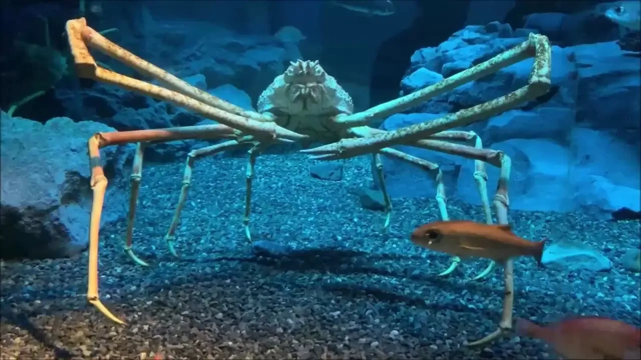 世界上最大的螃蟹，人送外号“杀人蟹”，却被吃货端上了餐桌
