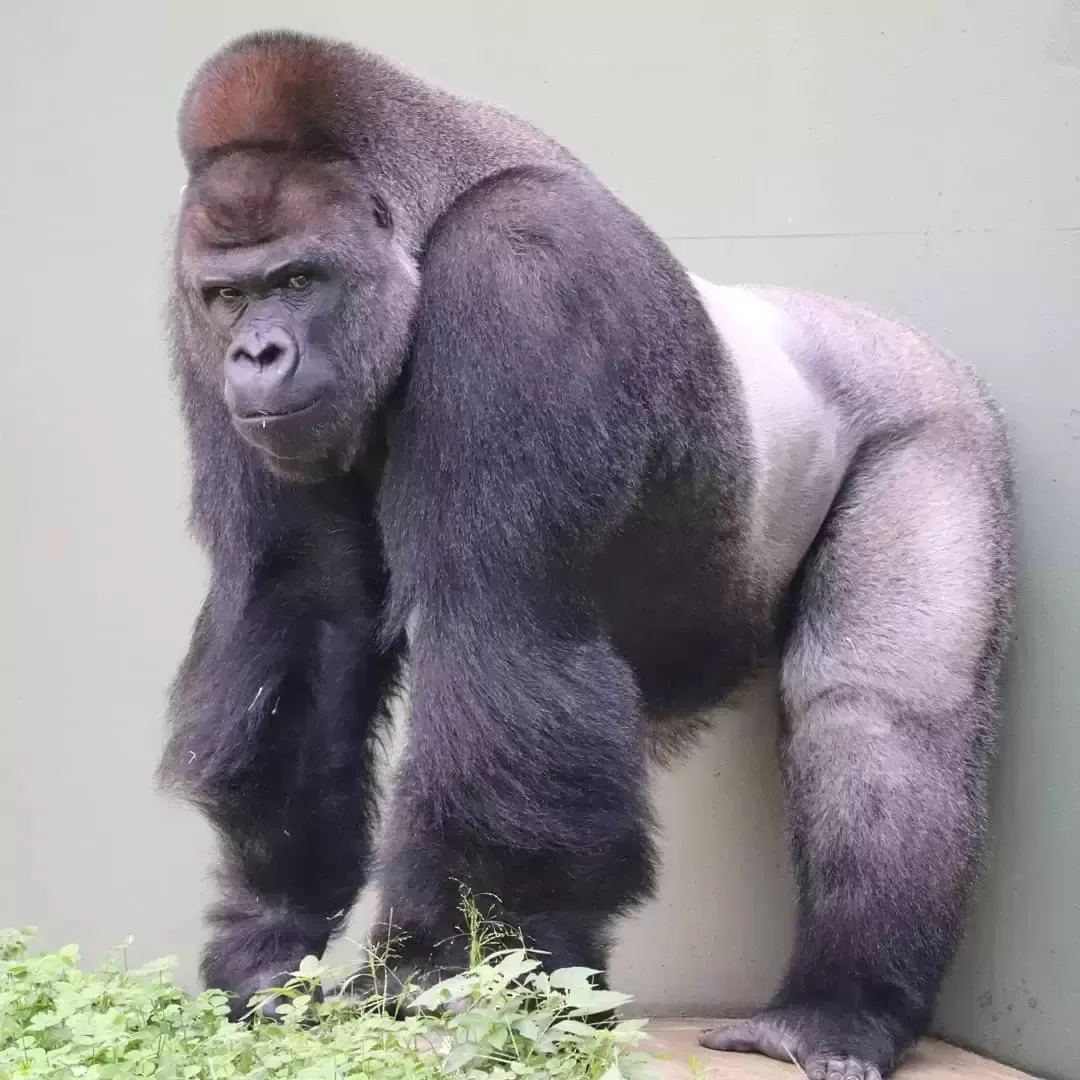 世界上最帅的大猩猩，英俊冷酷霸气十足，日本女人都喜欢它