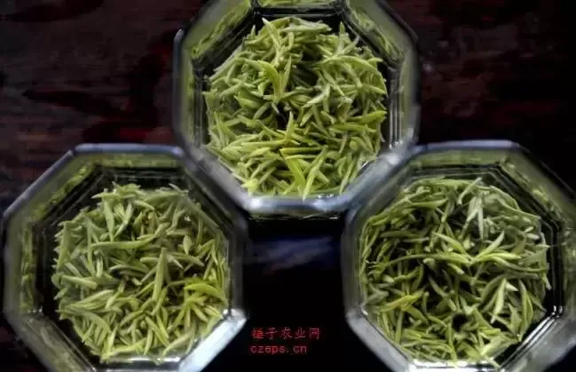 中国十大名茶之首——碧螺春