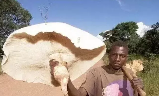 巨型蘑菇如何帮助非洲家庭，白蚁与之有什么关系