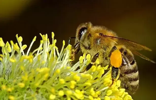 为什么蜜蜂的消失会引起世界上真正的天灾？