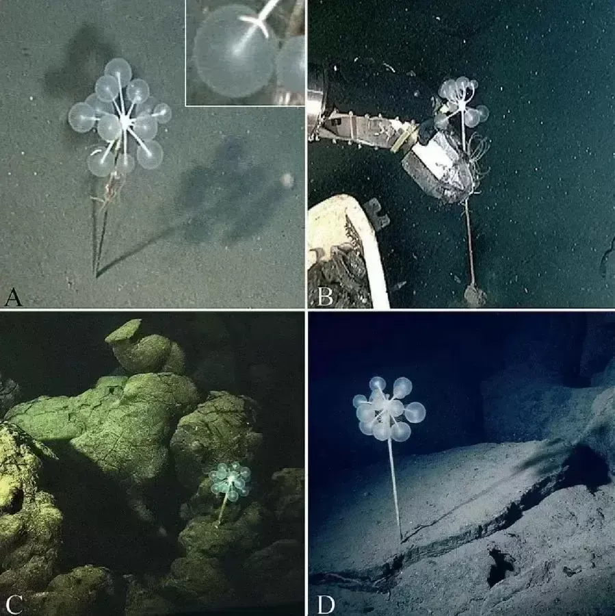 谁住在马里亚纳海沟最深处的海底？