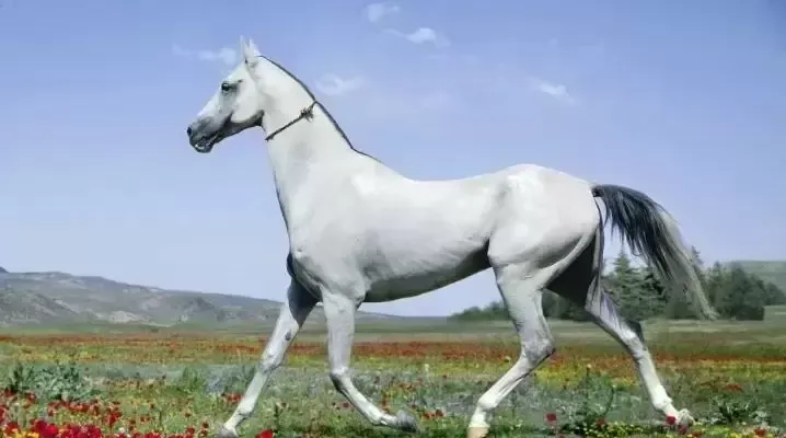 阿拉伯马是世界上最昂贵的马