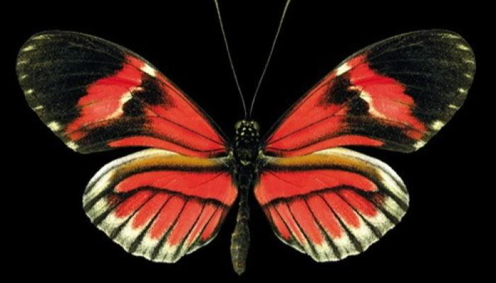 图片[1]-世界上有多少种蝴蝶(地球上80大最美丽的蝴蝶)-欣欣百科网