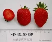 图片[32]-世界上有多少种草莓(世界草莓品种2000多种)-欣欣百科网