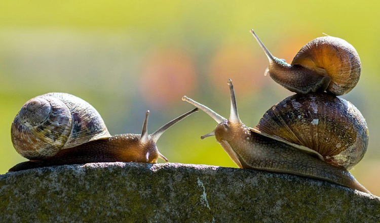 蜗牛有26000颗牙齿？为什么它把大便拉在自己身上？