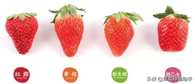 图片[1]-世界上有多少种草莓(世界草莓品种2000多种)-欣欣百科网