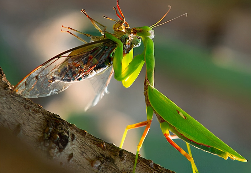 螳螂为什么要吃掉自己的配偶（母螳螂吃丈夫不反抗吗）