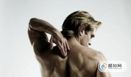 背阔肌和肱二头肌的锻炼方法，背阔肌和肱二头肌几天练一次