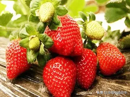 图片[11]-世界上有多少种草莓(世界草莓品种2000多种)-欣欣百科网