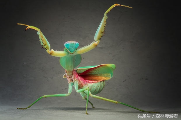 关于螳螂，知道这些就够了——被称为最受喜爱的昆虫