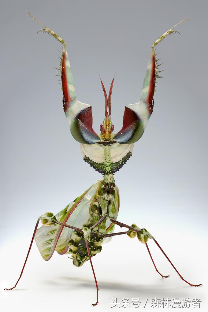 关于螳螂，知道这些就够了——被称为最受喜爱的昆虫