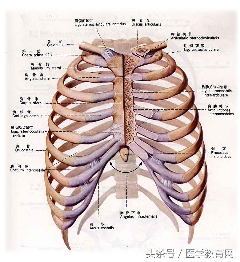 运动系统全套解剖图，学医的要好好看！