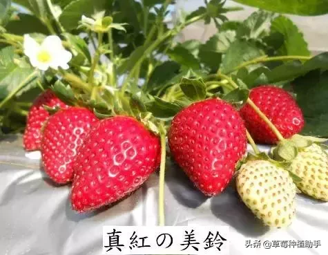图片[19]-世界上有多少种草莓(世界草莓品种2000多种)-欣欣百科网