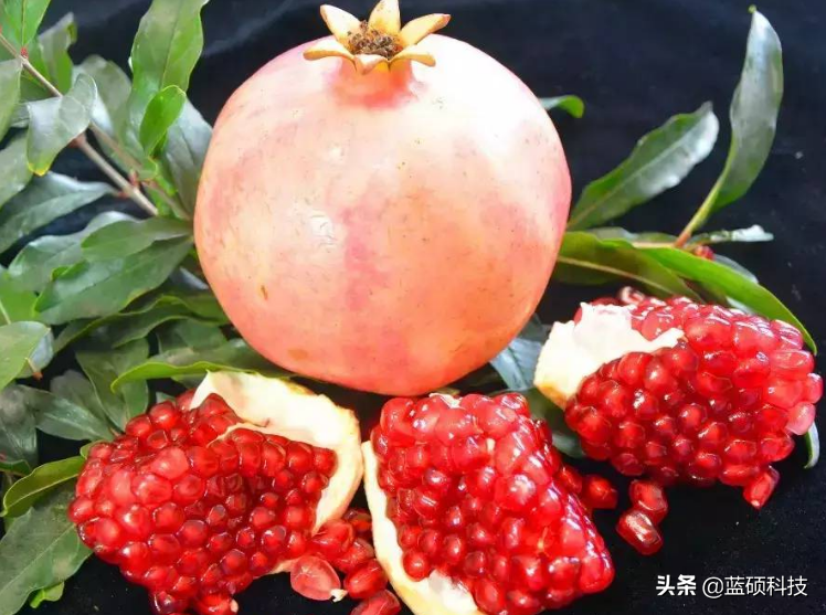 图片[2]-陕南有哪些特色水果(陕西特产水果有哪些)-欣欣百科网