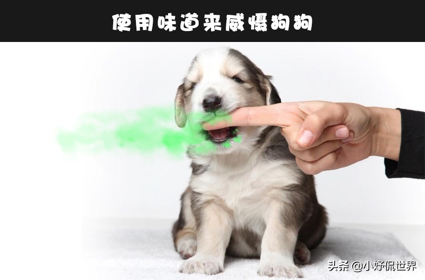 图片[3]-怎么快速让狗狗不咬人(6个可训练小狗不咬人的方法)-欣欣百科网