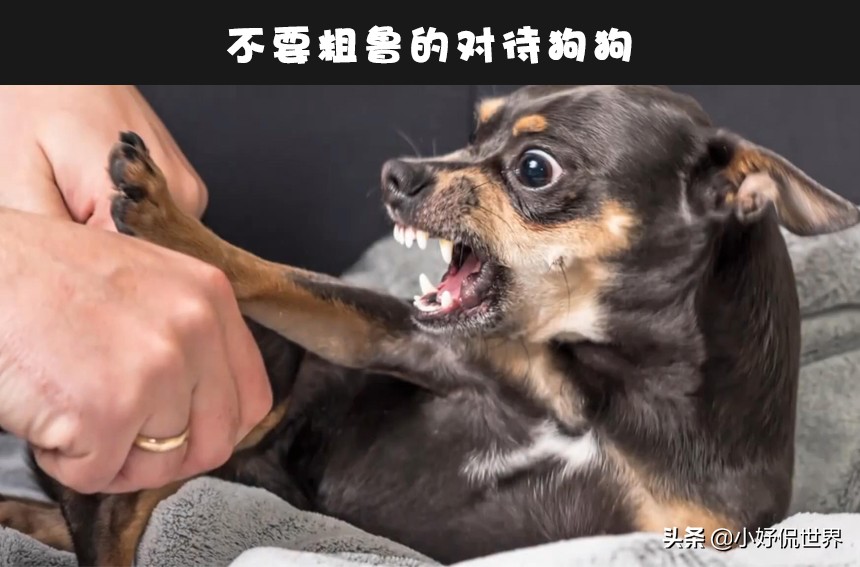 图片[2]-怎么快速让狗狗不咬人(6个可训练小狗不咬人的方法)-欣欣百科网