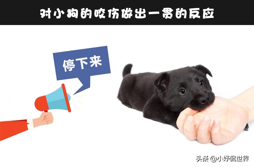 图片[1]-怎么快速让狗狗不咬人(6个可训练小狗不咬人的方法)-欣欣百科网