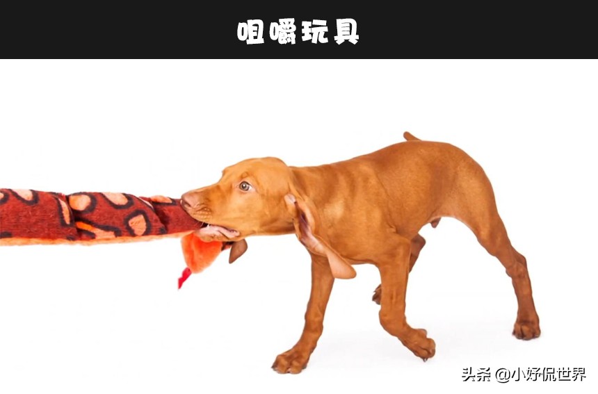 图片[4]-怎么快速让狗狗不咬人(6个可训练小狗不咬人的方法)-欣欣百科网
