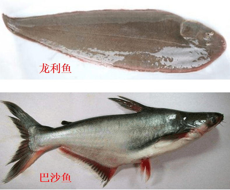 图片[3]-龙利鱼和巴沙鱼的区别(龙利鱼和巴沙鱼哪个好)-欣欣百科网