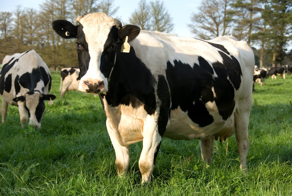 图片[1]-奶牛有公的吗(奶牛如何区分公母)-欣欣百科网