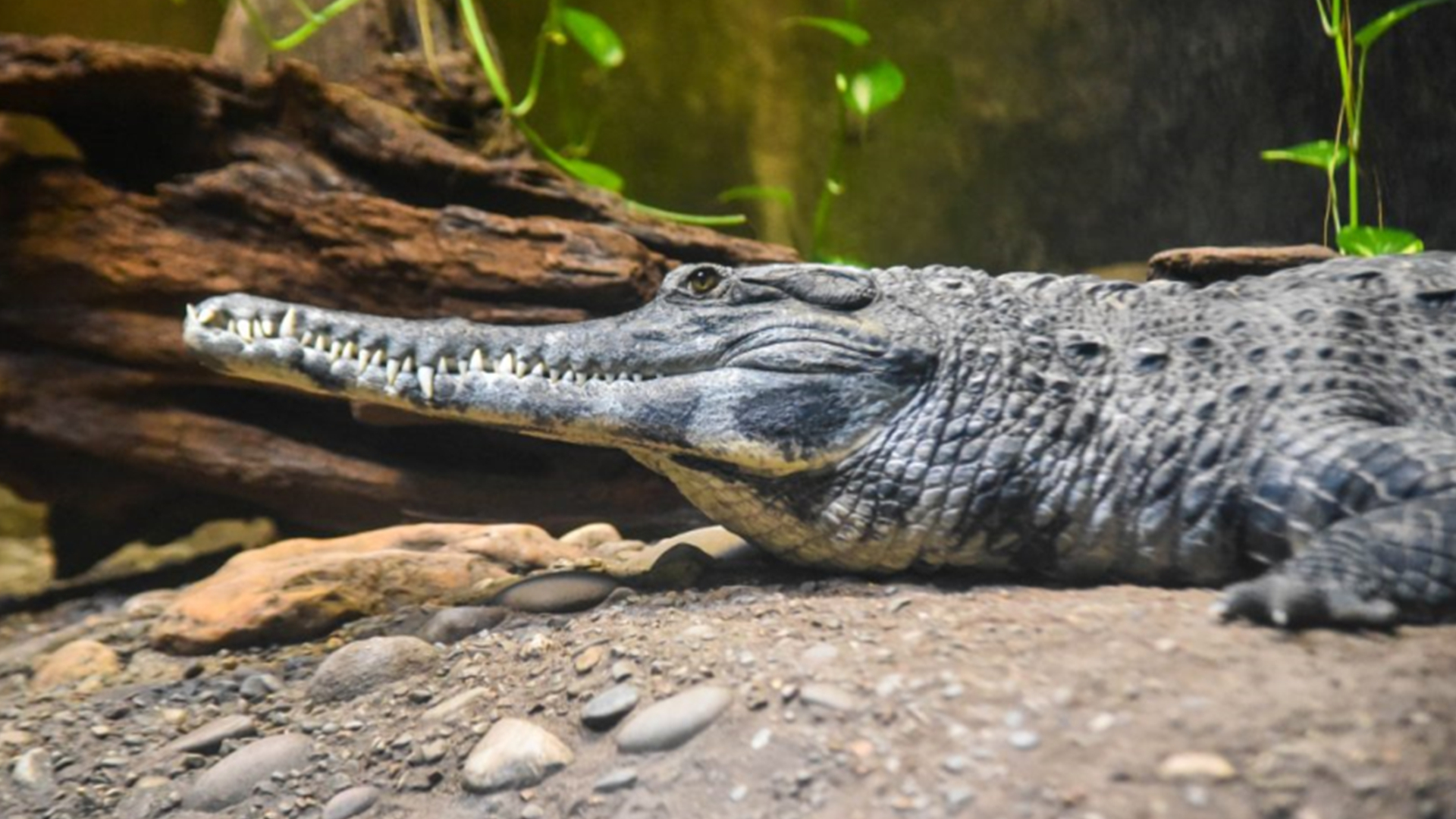 图片[3]-世界上最大鳄鱼排行榜(世界上最强大的10种鳄鱼)-欣欣百科网