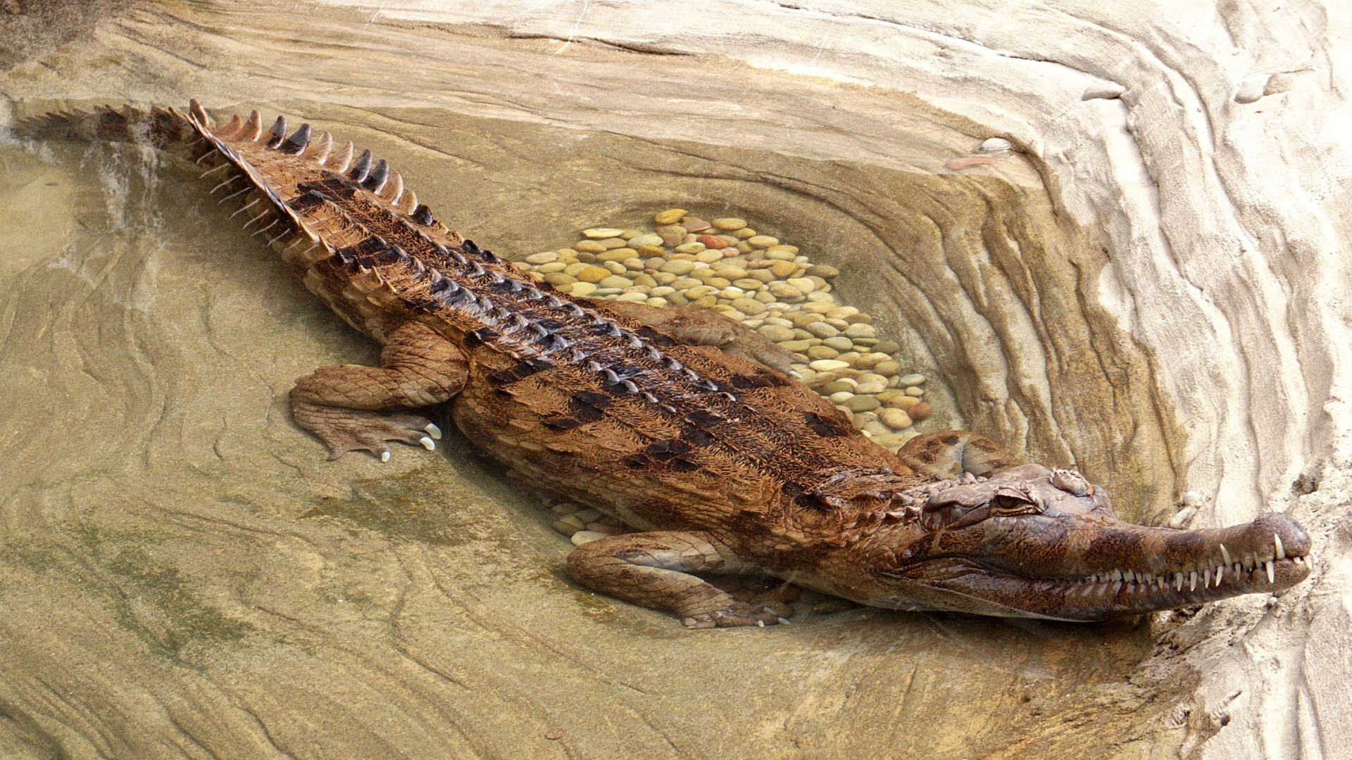 图片[4]-世界上最大鳄鱼排行榜(世界上最强大的10种鳄鱼)-欣欣百科网
