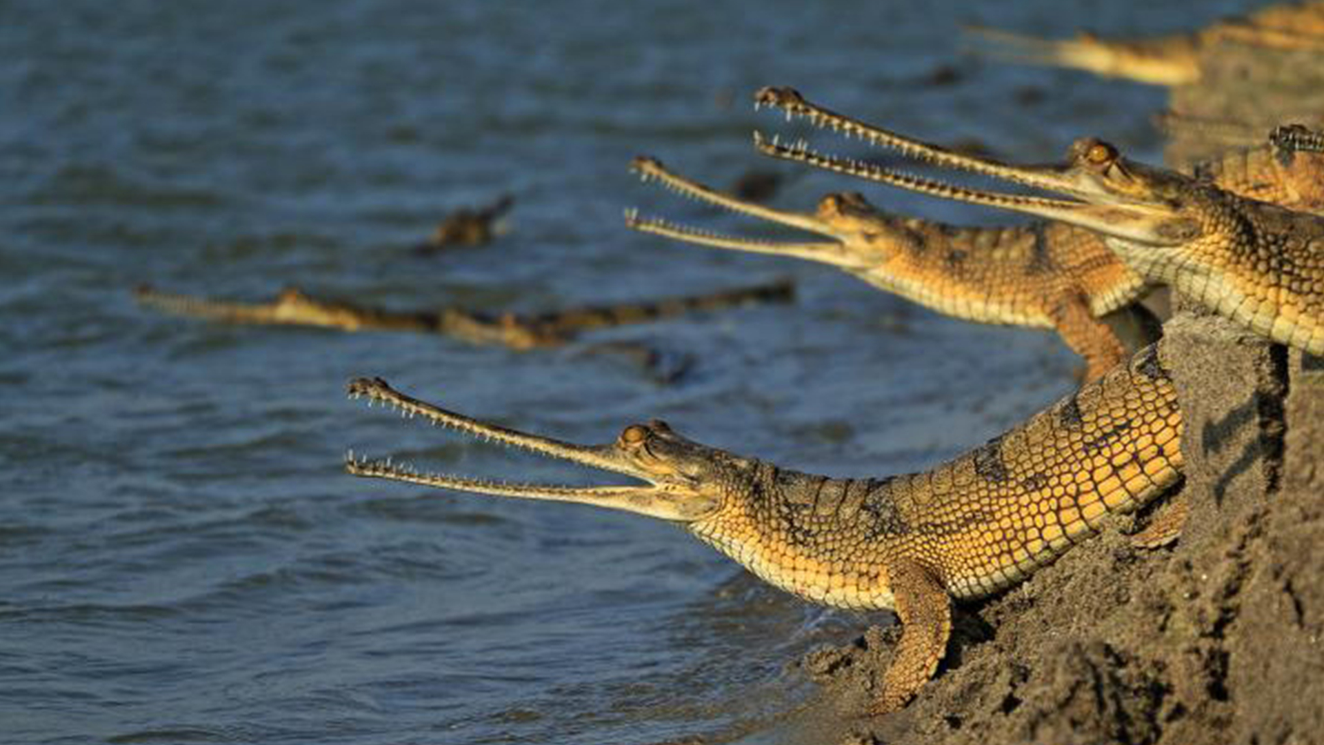 图片[7]-世界上最大鳄鱼排行榜(世界上最强大的10种鳄鱼)-欣欣百科网