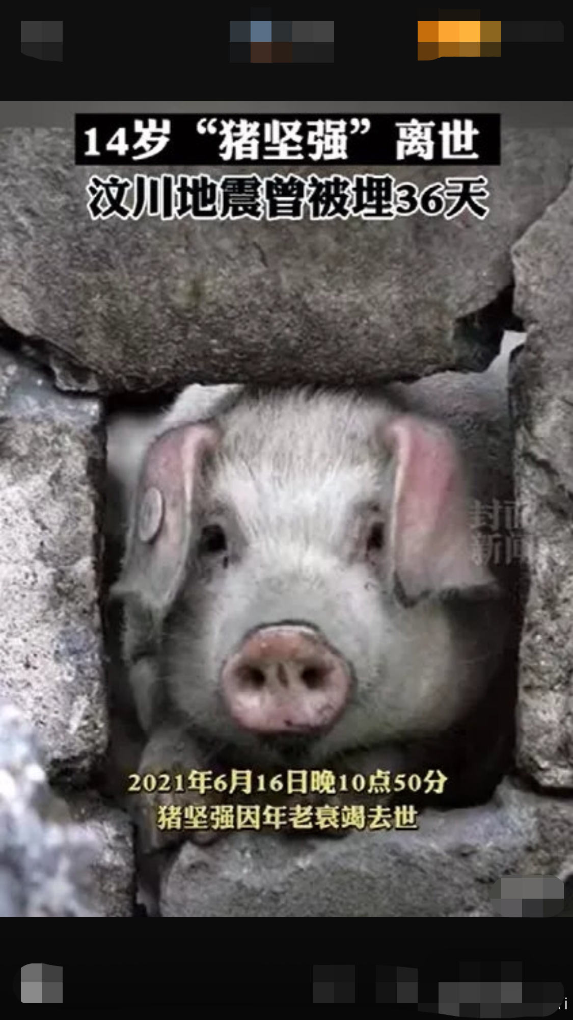 图片[3]-猪坚强的故事(猪坚强的故事简介)-欣欣百科网