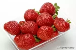 图片[13]-世界上有多少种草莓(世界草莓品种2000多种)-欣欣百科网