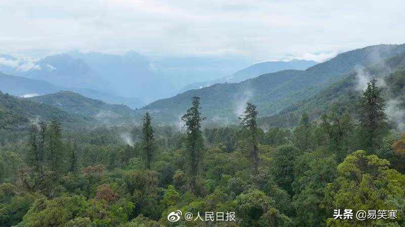 76.8米！西藏发现中国大陆已知最高的树，成名副其实的新“树王”