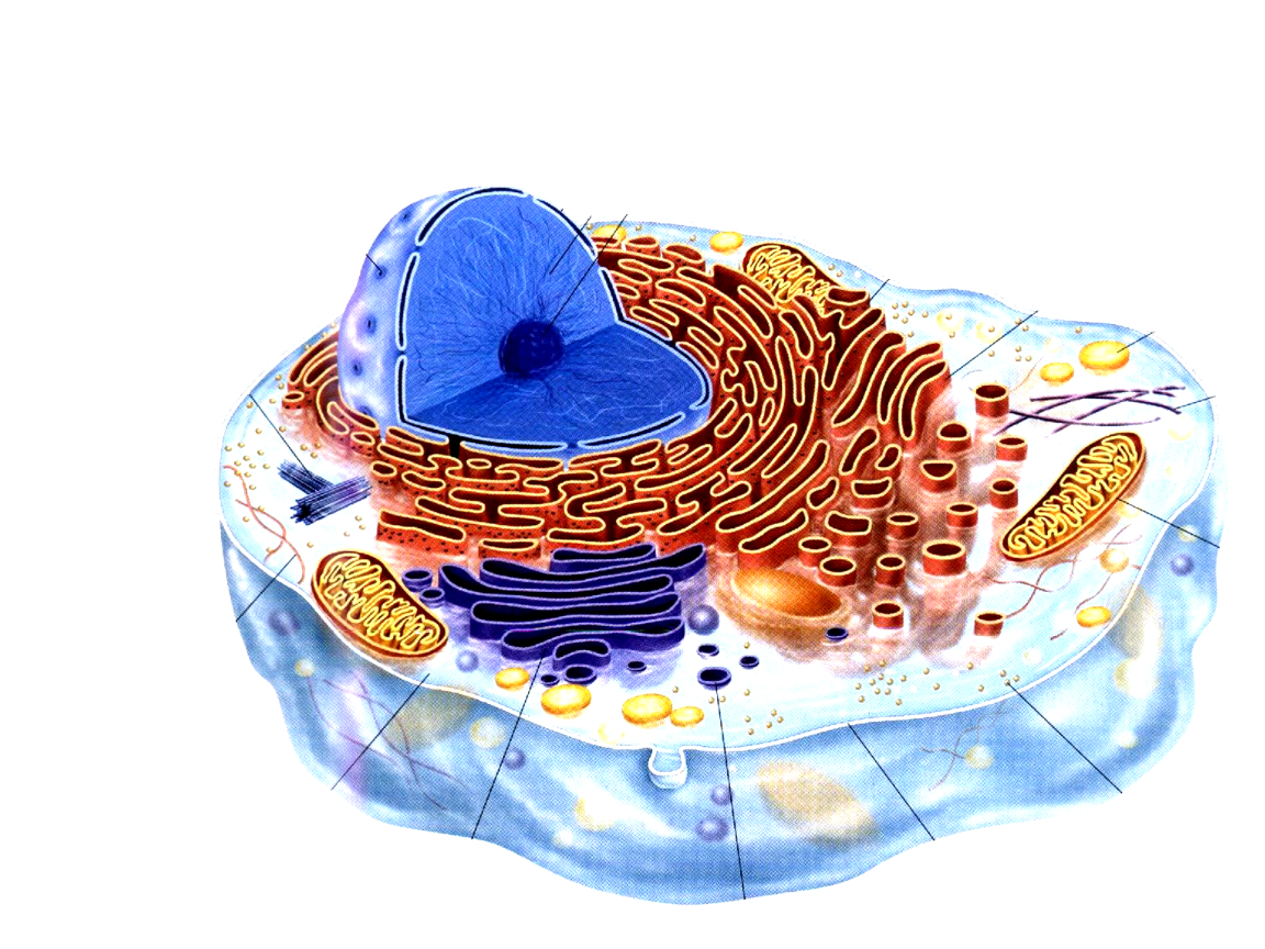 原核细胞和真核细胞的区别是什么