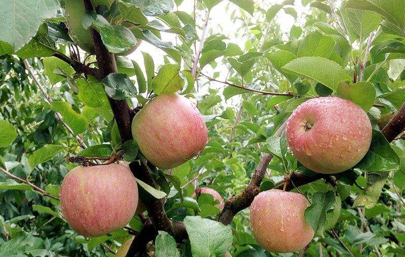 图片[8]-中国十大苹果好吃排名(中国10大著名的苹果)-欣欣百科网