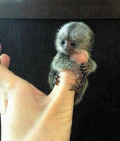 世界上最小的猴子——拇指猴