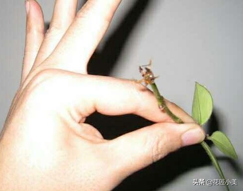 图片[6]-口红吊兰的养殖方法(口红吊兰怎么养)-欣欣百科网
