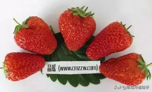 图片[43]-世界上有多少种草莓(世界草莓品种2000多种)-欣欣百科网