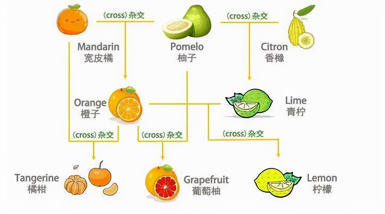 图片[1]-中国十大名橙排名(全国哪的橙子最好吃)-欣欣百科网