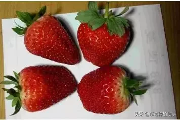 图片[42]-世界上有多少种草莓(世界草莓品种2000多种)-欣欣百科网