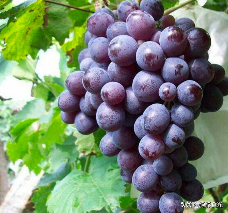 什么葡萄品种最好吃（市场最受欢迎的十五种葡萄品种）