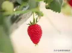 图片[39]-世界上有多少种草莓(世界草莓品种2000多种)-欣欣百科网