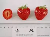 图片[37]-世界上有多少种草莓(世界草莓品种2000多种)-欣欣百科网