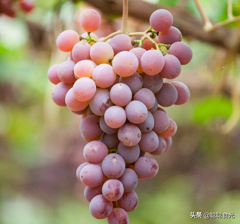 什么葡萄品种最好吃（市场最受欢迎的十五种葡萄品种）