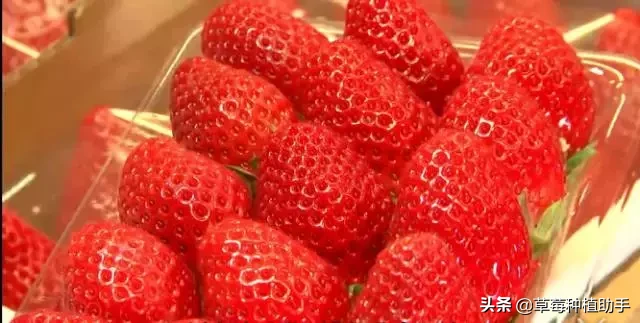 图片[9]-世界上有多少种草莓(世界草莓品种2000多种)-欣欣百科网