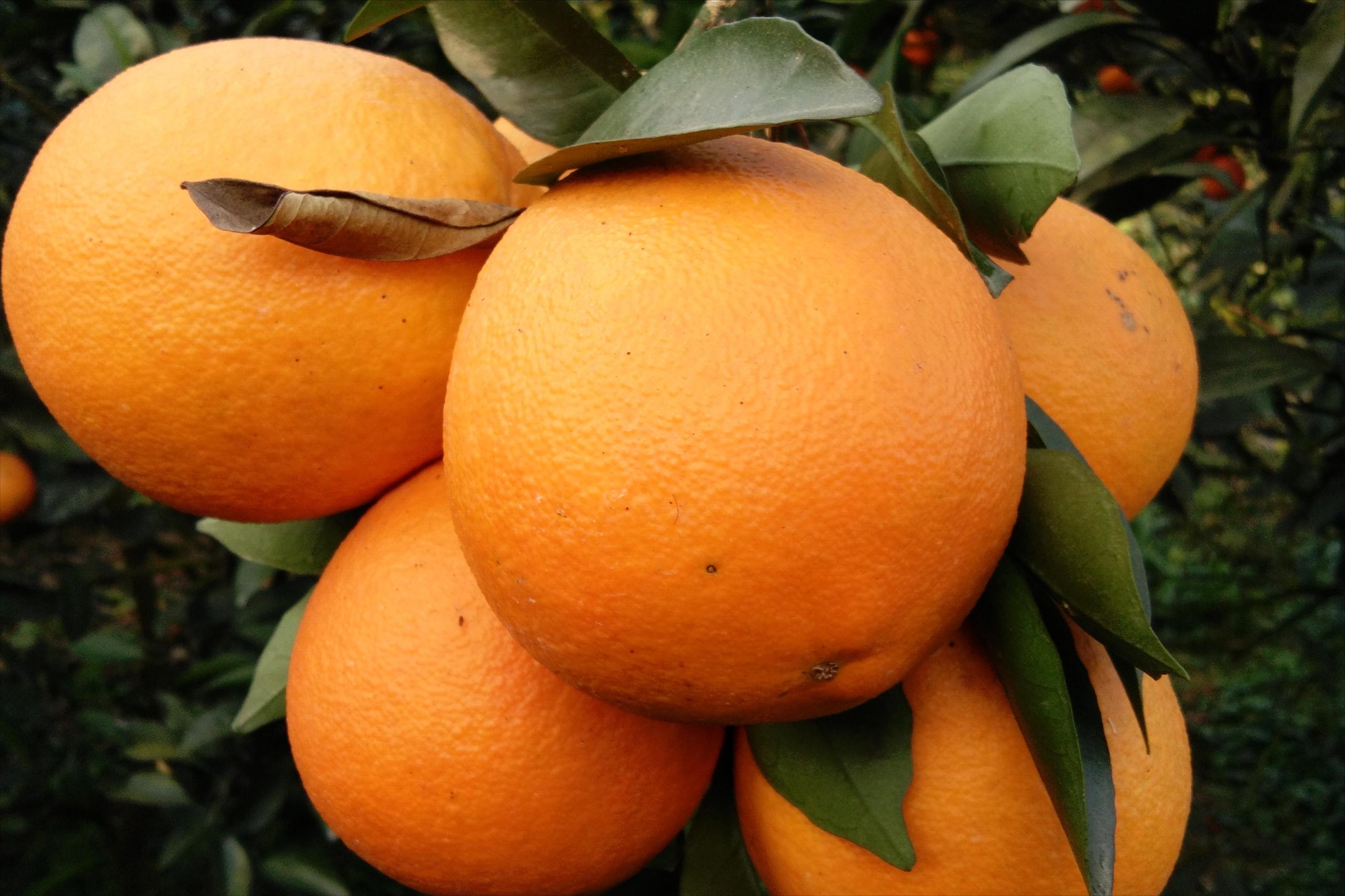 图片[2]-中国十大名橙排名(全国哪的橙子最好吃)-欣欣百科网