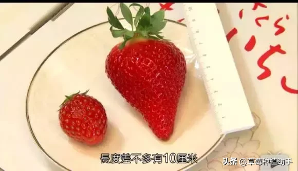 图片[24]-世界上有多少种草莓(世界草莓品种2000多种)-欣欣百科网