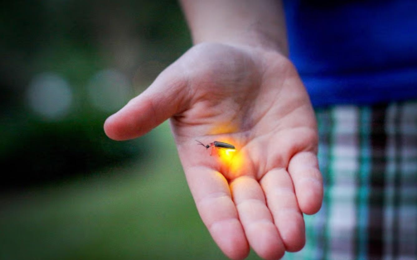 萤火虫发光是什么原理？过去农村很常见，为何如今越来越少了？