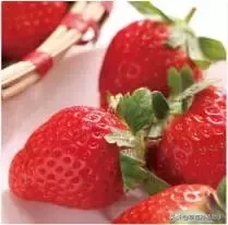 图片[7]-世界上有多少种草莓(世界草莓品种2000多种)-欣欣百科网