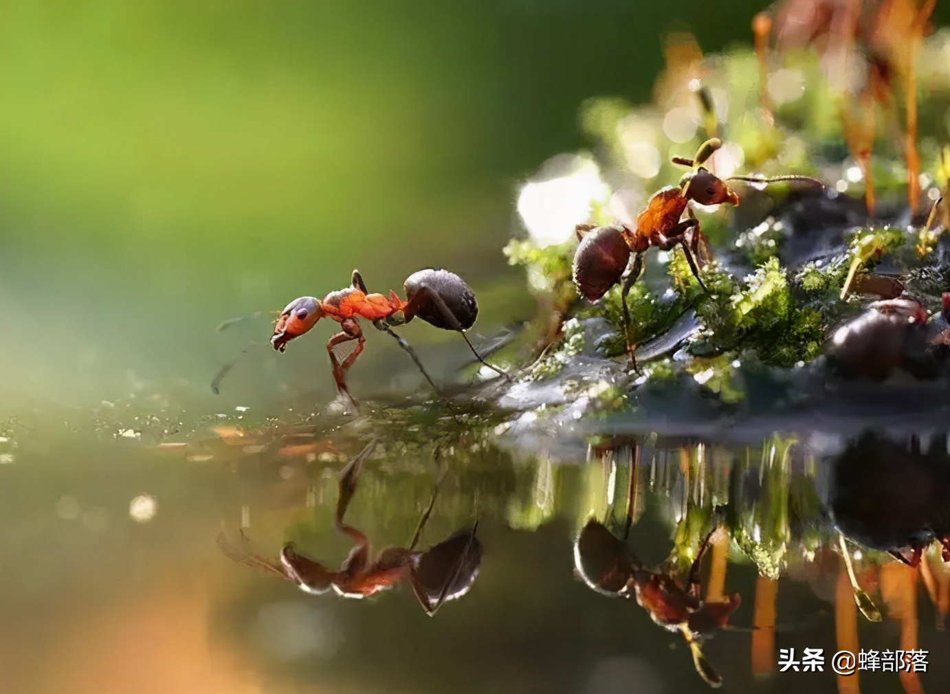 图片[3]-世界上有多少蚂蚁(世界上蚂蚁的品种有多少)-欣欣百科网