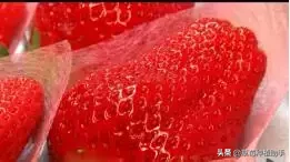 图片[25]-世界上有多少种草莓(世界草莓品种2000多种)-欣欣百科网