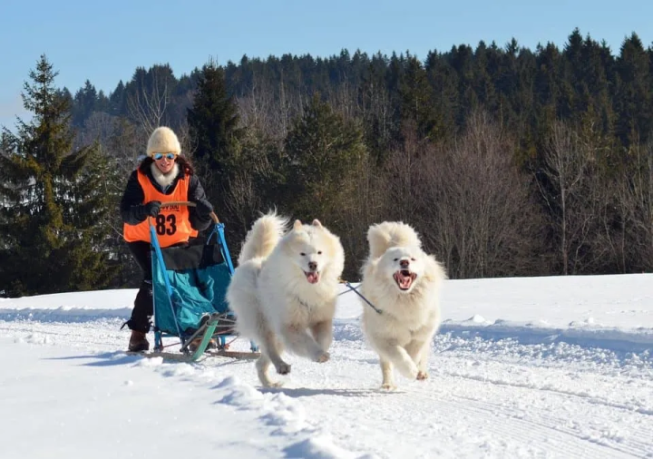 图片[5]-雪橇犬有几种犬(雪橇犬的种类都有哪些)-欣欣百科网